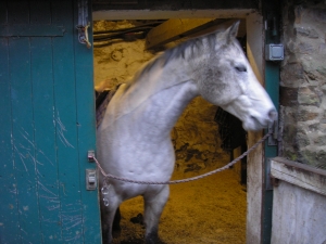 annedawson.net White Horse